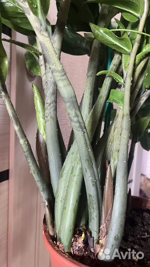 Замиокулькас