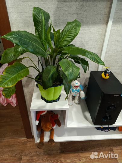 Спатефилум