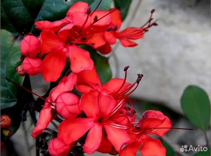 Аглонемы и филы