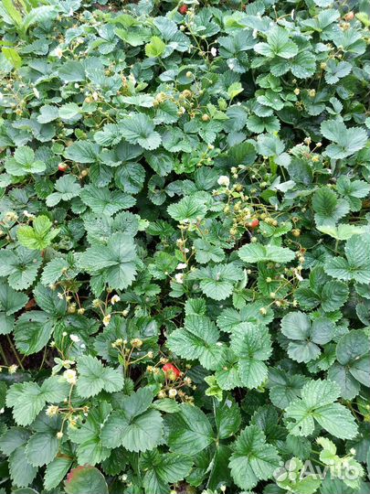 Усы клубники Азия