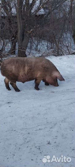 Продам хряка
