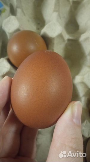 Инкубационное яйцо