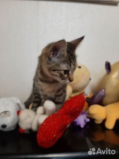 Малышка в любящую семью