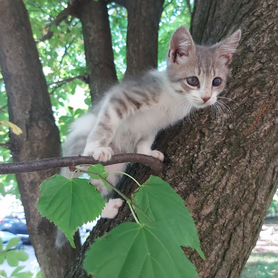 Котёнок в добрые руки бесплатно. Балтийск