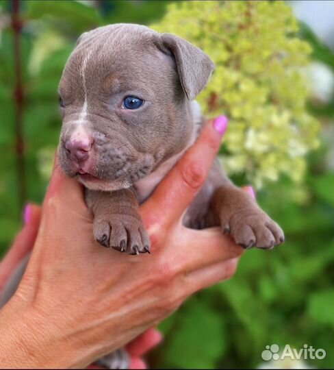 Американский булли покет