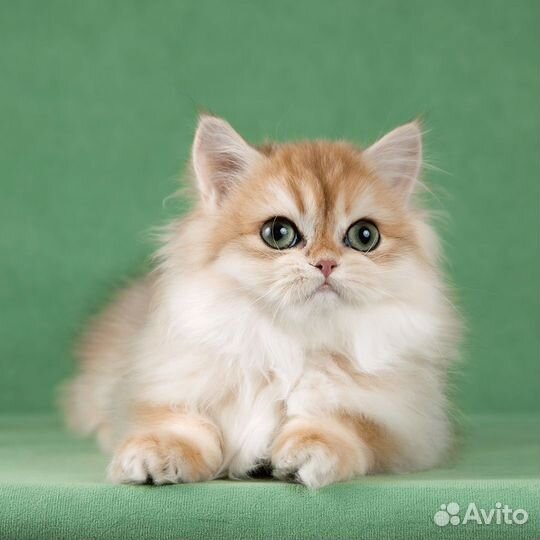 Девочка золотая британская длинношёрстная шиншила