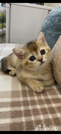 Шотландские котята