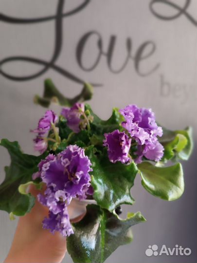 Фиалка цветущая favourite child