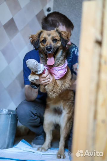 Красивейшая молодая Адель. Собака ищет дом