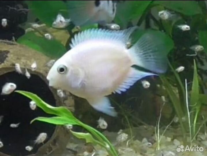 Рыбка сапфировый попугай
