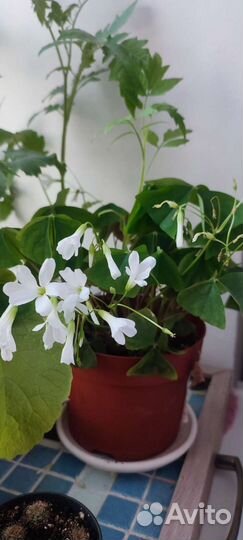 Кислица оксалис