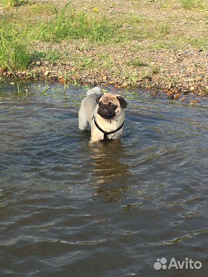 Мопс вязка мальчик