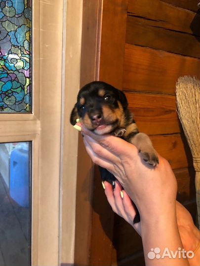 Щенки таксы