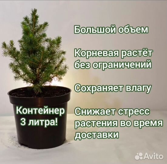 Ель канадская коника