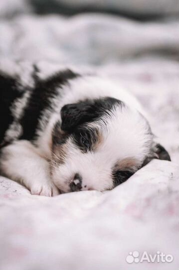 Щенки аусси(австралийская овчарка)