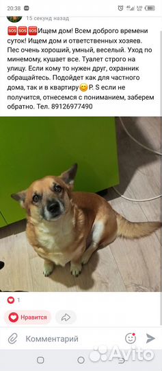 Собака ищет дом