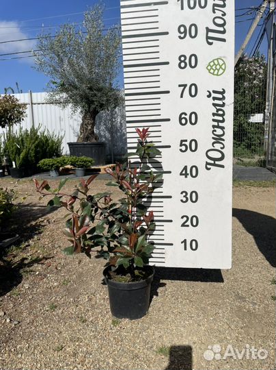 Фотиния (karre rouge)