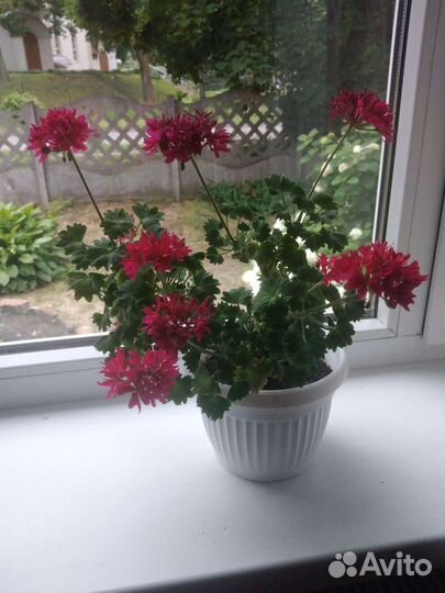 Пеларгония герань