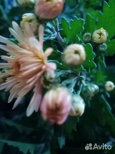 Хризантемы мультифлора