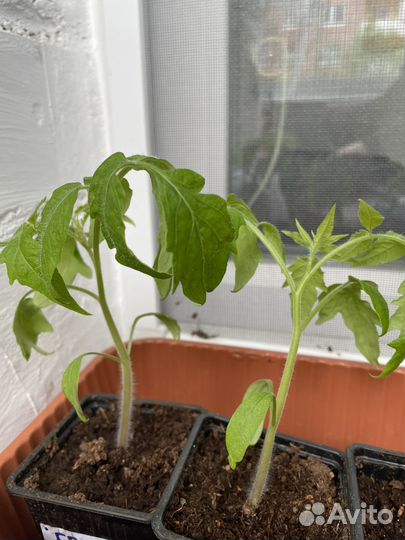 Рассада Томат Беркли Тай Дай Хаат