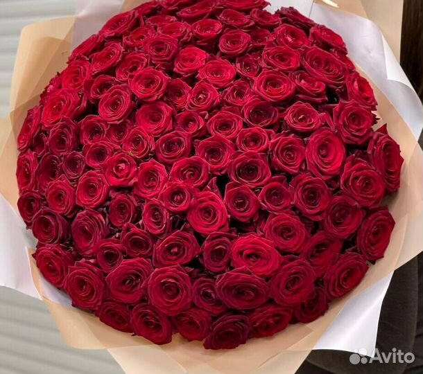 101 роза цветы
