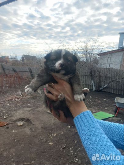 Щенки в добрые руки