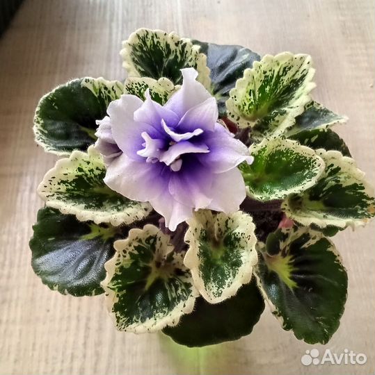 Детки сортовых фиалок