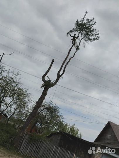 Спилить деревья