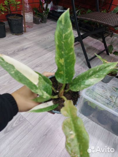 Филодондер ring ов фаер