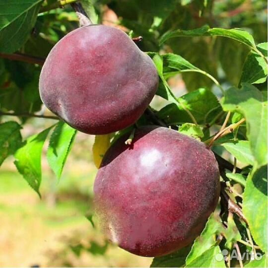 Саженцы на нескорослом подвой абрикоса