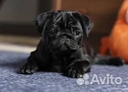 Щенки мопса черная девочка и беж мальчик