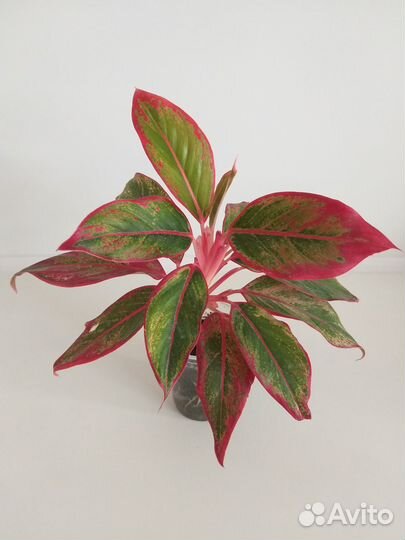 Продаю деток аглаонемы Крит, хорошо укоренённые