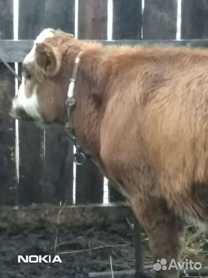 Бычки и телочки на выбор