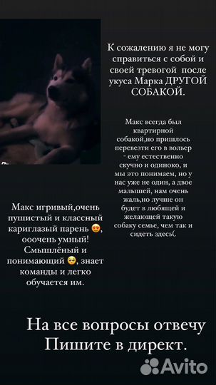 Собака хаски в добрые руки