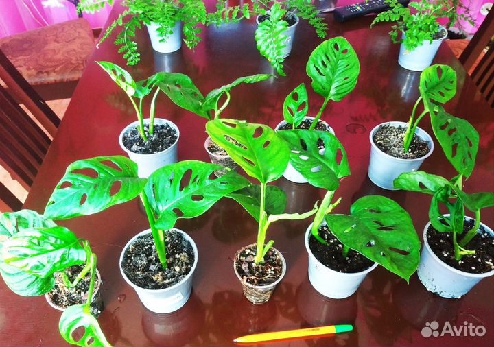 Монстера обликва