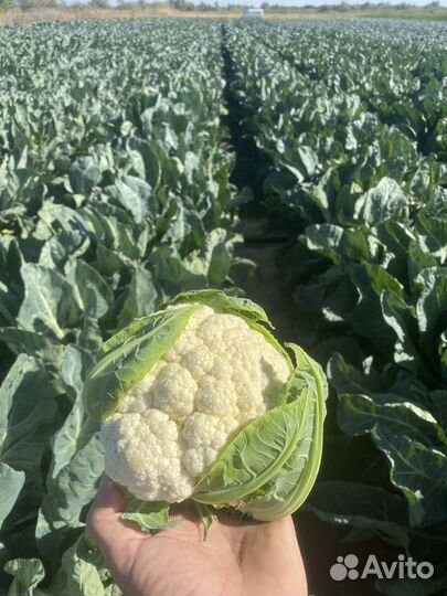 Цветная капуста