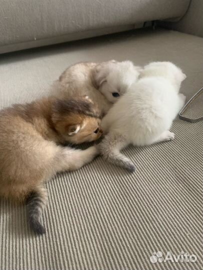 Шотландские вислоухие шиншиллы