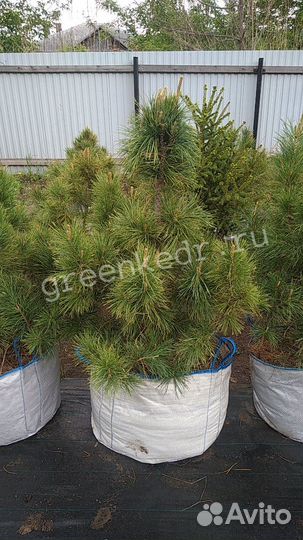 Кедр Сибирский Премиум класс 90-120 см