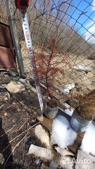 Криптомерия японская (видовая)