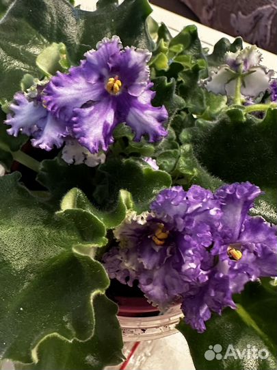 Фиалка Curly Ocean