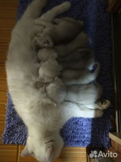 Британский кот приглашает на вязку