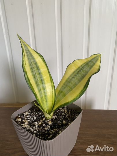 Сансевиерия Асахи