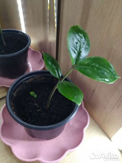 Замиокулькас