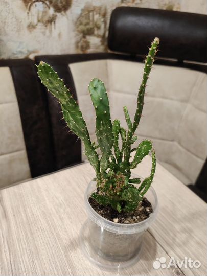 Комнатные цветы Обновлён 27/09