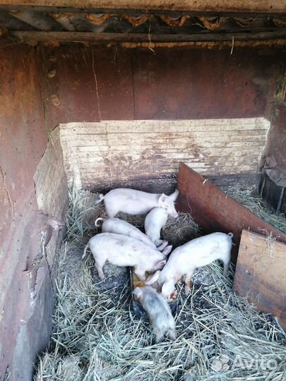 Поросята и Боров