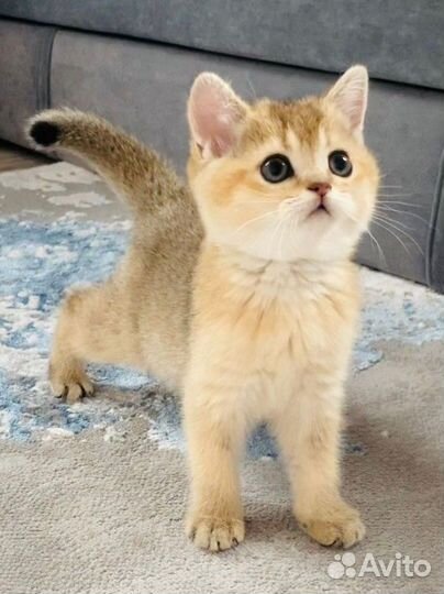 Шотландская золотая