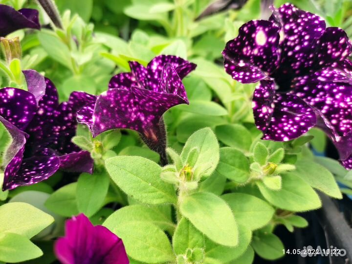 Рассада цветов