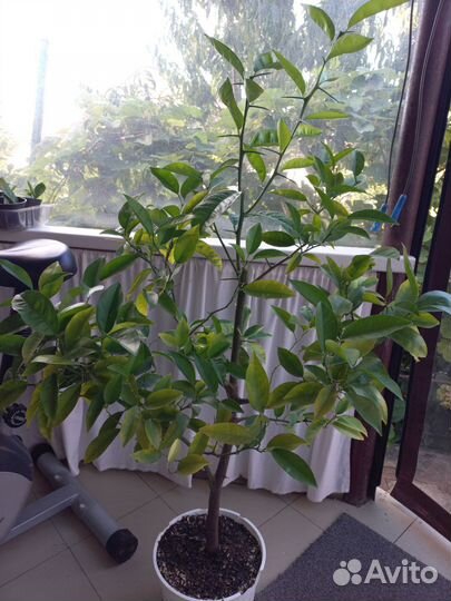 Лимонное дерево