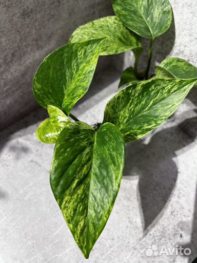 Эпипремнум марбл