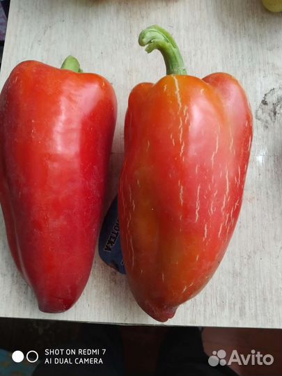 Продаю семена